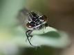 Coenagrion pulchellum immature male-190336